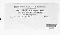 Image of Aecidium anograe
